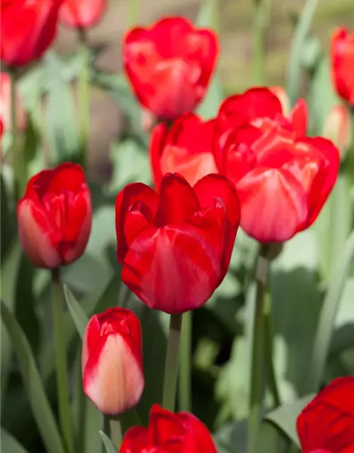 Tulpe 'Red Impression'