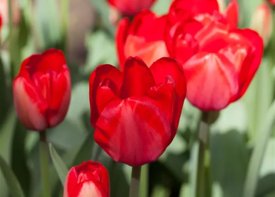 Tulpe 'Red Impression'