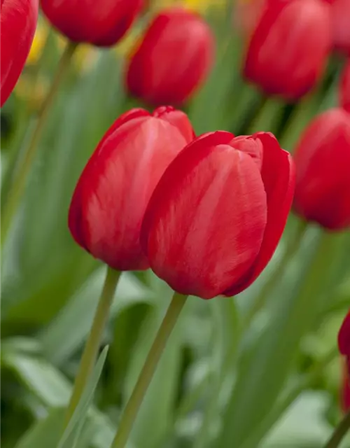 Tulpe 'Red Impression'