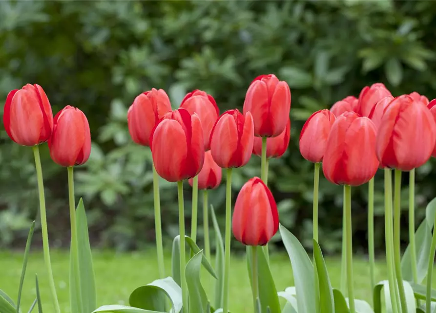 Tulpe 'Red Impression'