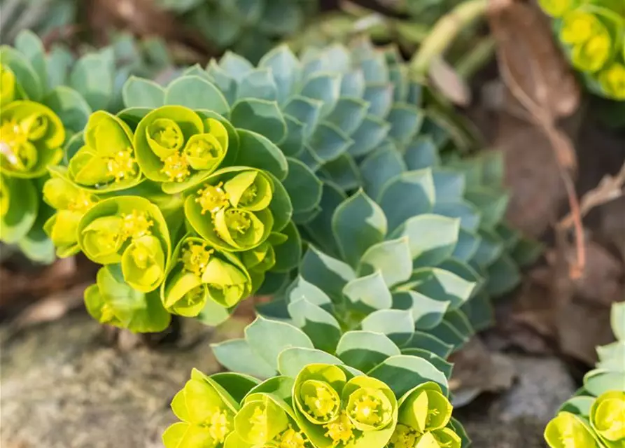 Euphorbia myrsinites