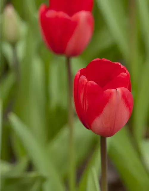 Tulpe 'Red Impression'