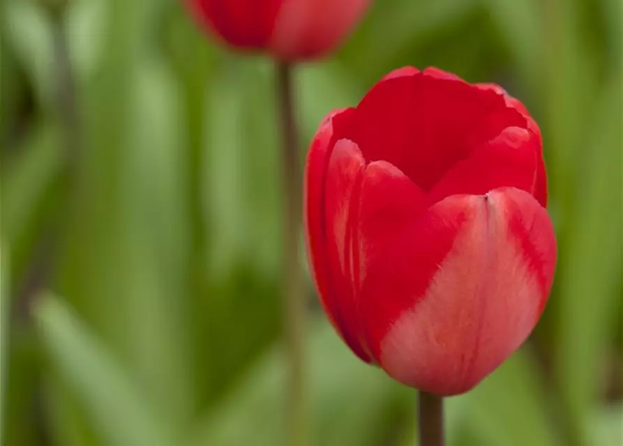 Tulpe 'Red Impression'