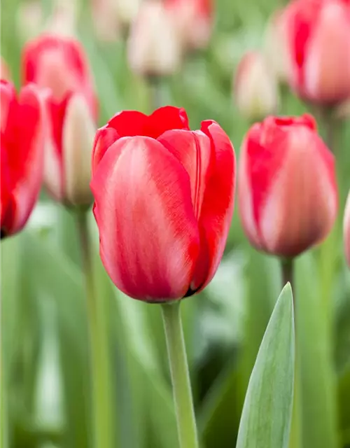 Tulpe 'Red Impression'