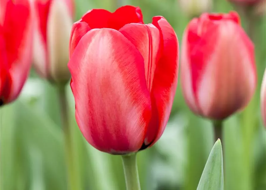 Tulpe 'Red Impression'