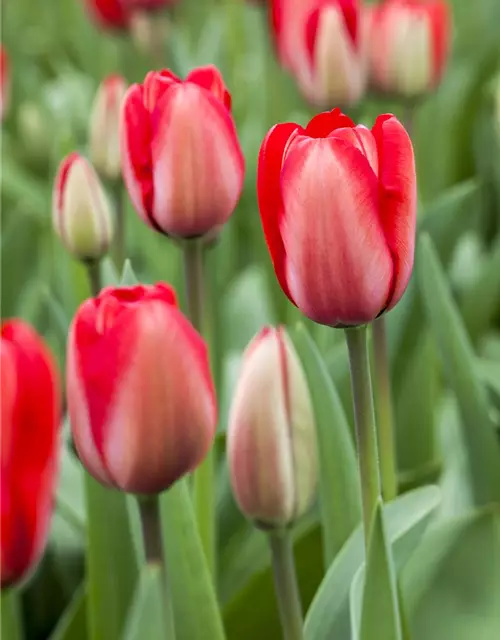 Tulpe 'Red Impression'