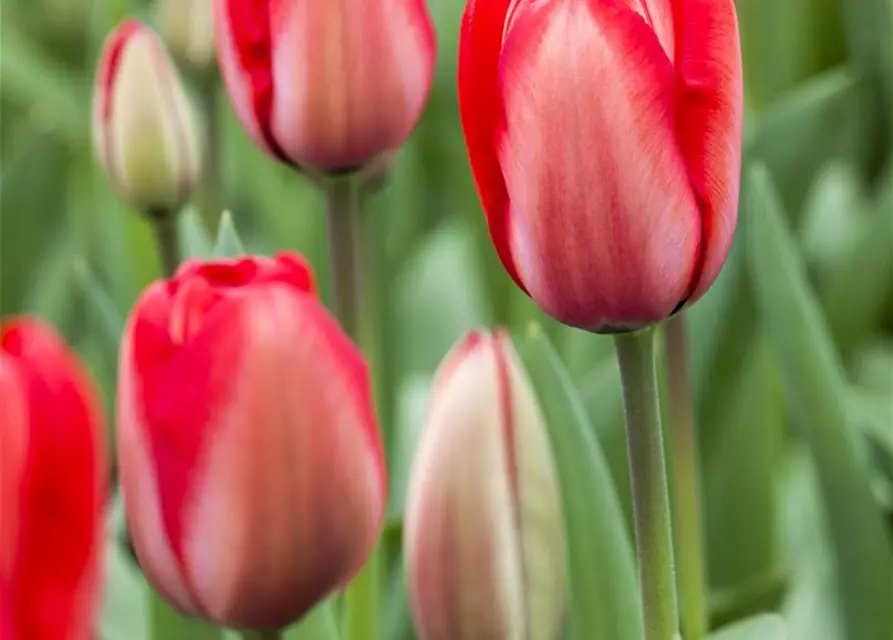 Tulpe 'Red Impression'