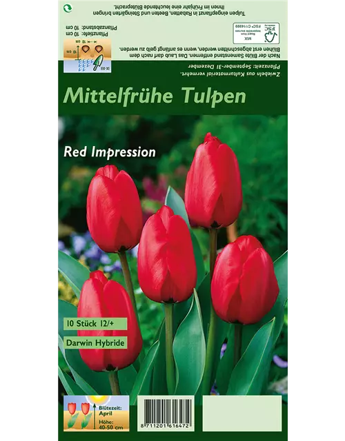 Tulpe 'Red Impression'