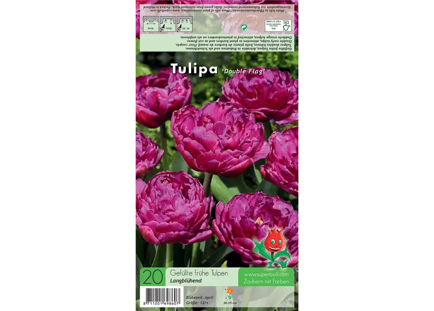 Tulpe 'Double Flag'