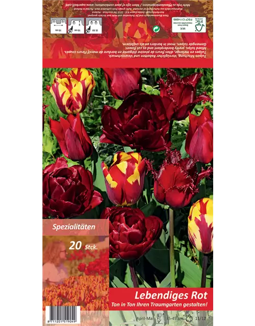 Tulpen 'Ton in Ton - Lebendiges Rot'