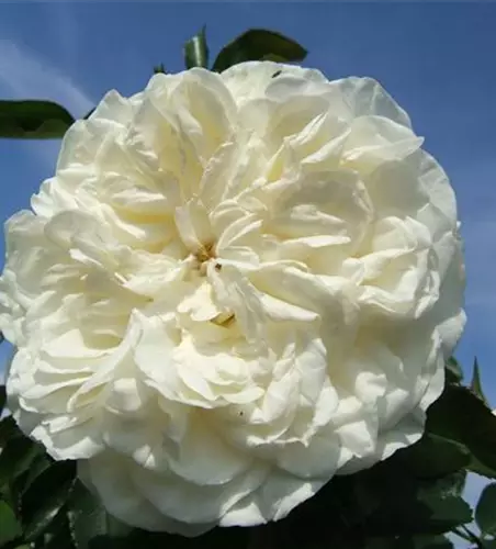 Strauchrosen 'White Meidiland'®