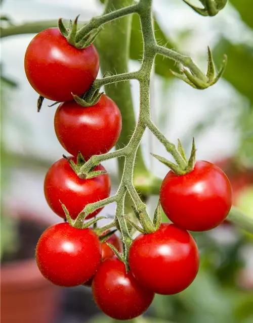 Tomate 'Gourmelito'