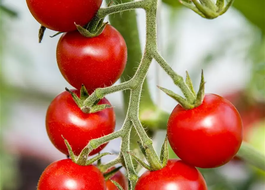 Tomate 'Gourmelito'