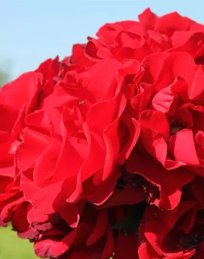 Strauchrose 'Roter Korsar'®