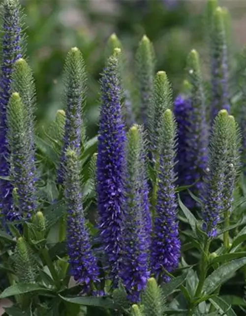 Veronica spicata 'Royal Candles Glory'