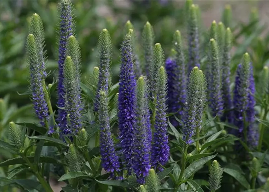 Veronica spicata 'Royal Candles Glory'