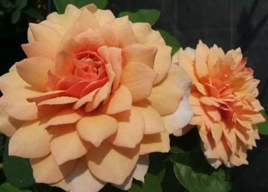 Strauchrose 'Grace'®