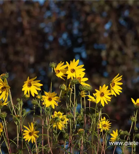 Weidenblättrige Sonnenblume