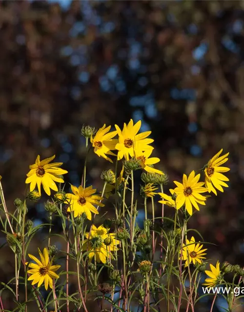 Weidenblättrige Sonnenblume