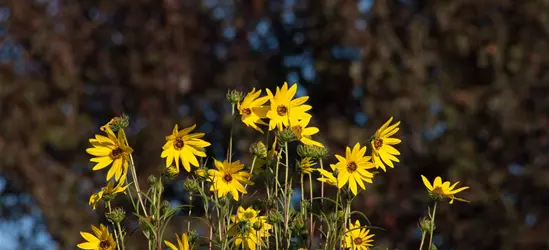 Weidenblättrige Sonnenblume