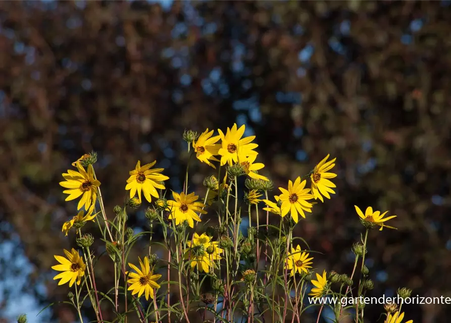 Weidenblättrige Sonnenblume