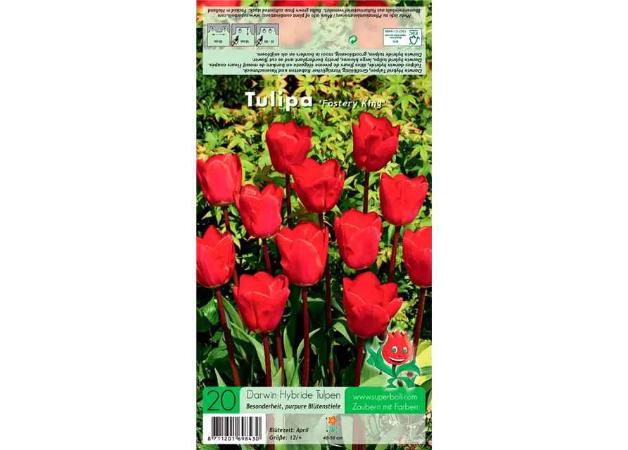 Tulpe 'Fostery King'