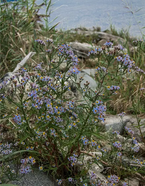 Strand-Aster