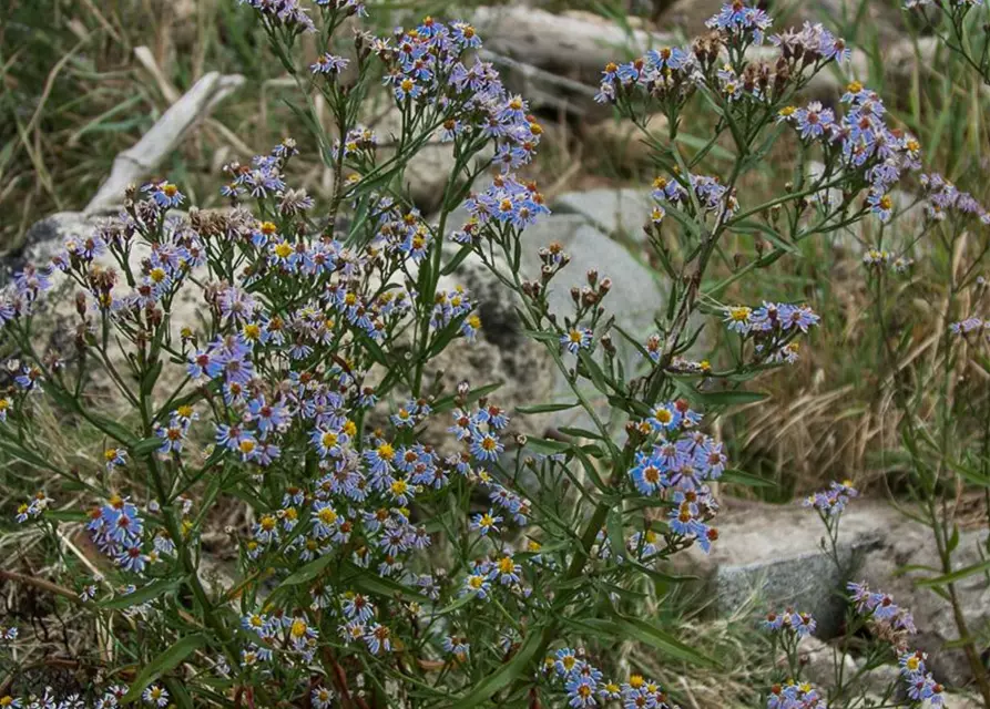 Strand-Aster