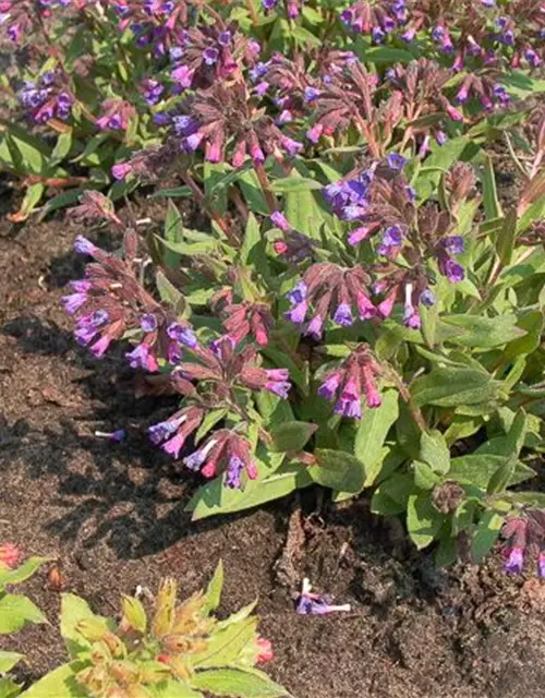 Schmalblättrige Lungenkraut 'Azurea'