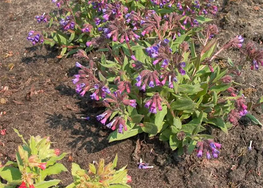 Schmalblättrige Lungenkraut 'Azurea'