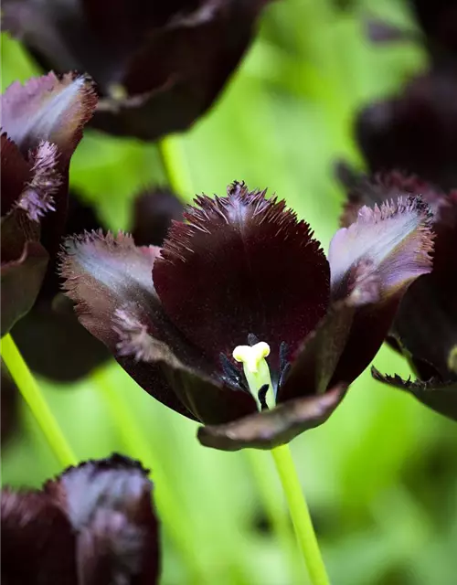 Tulpe 'Vincent van Gogh'