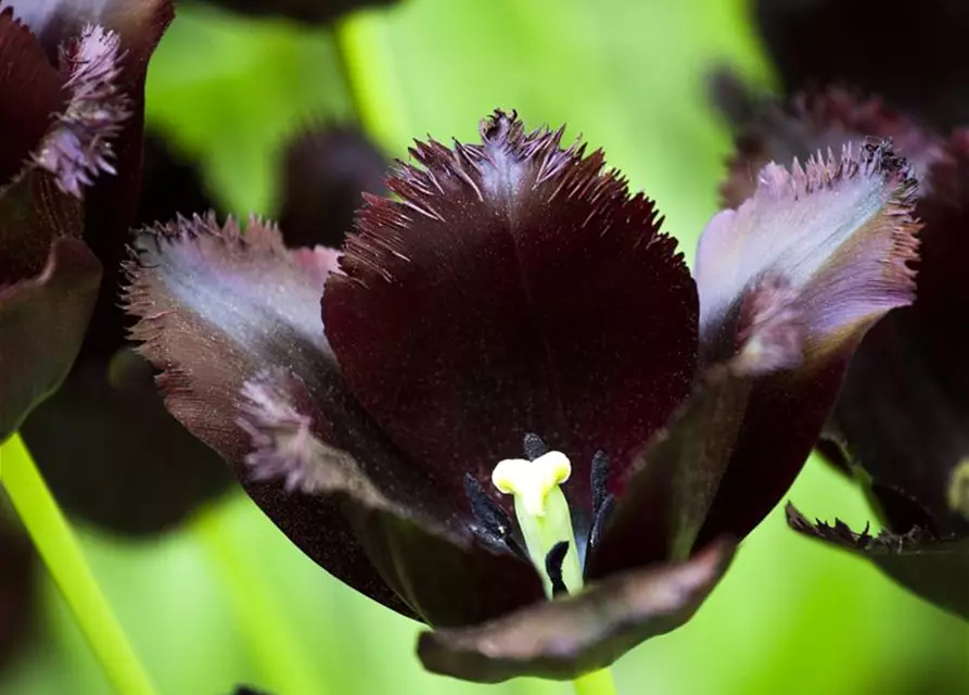 Tulpe 'Vincent van Gogh'