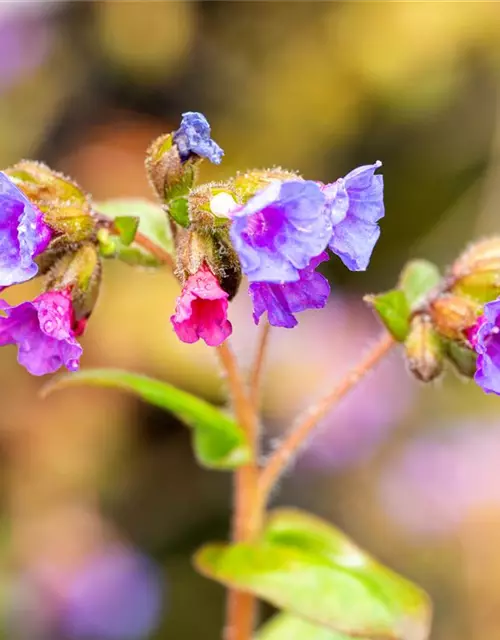 Schmalblättrige Lungenkraut 'Azurea'