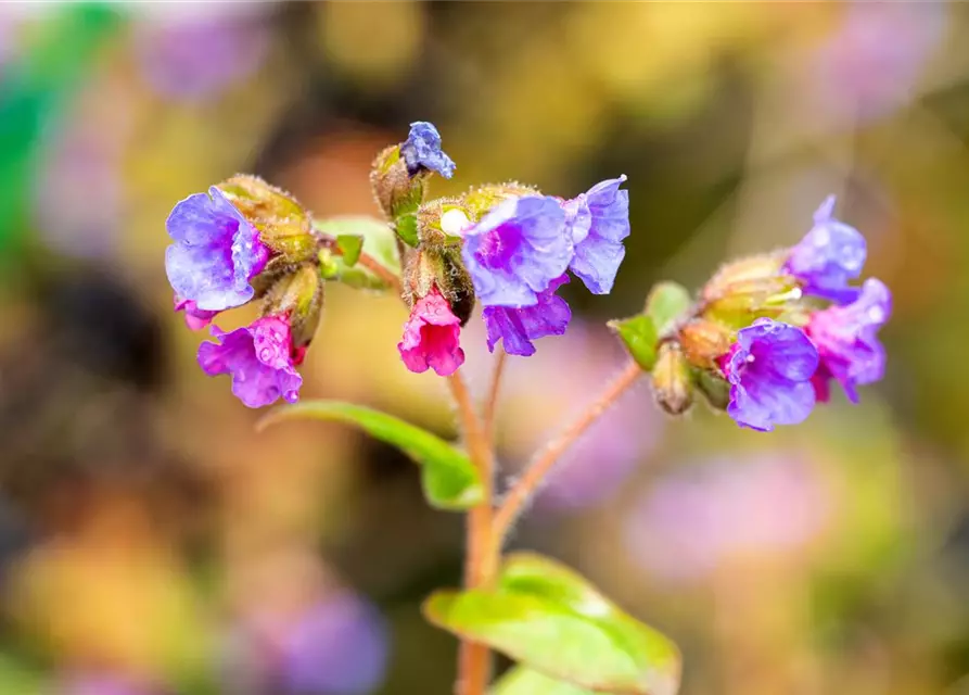 Schmalblättrige Lungenkraut 'Azurea'