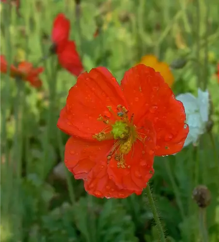 Zwergiger Garten-Mohn 'Gartenzwerg'