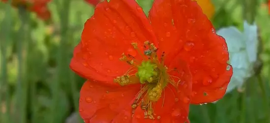 Zwergiger Garten-Mohn 'Gartenzwerg'