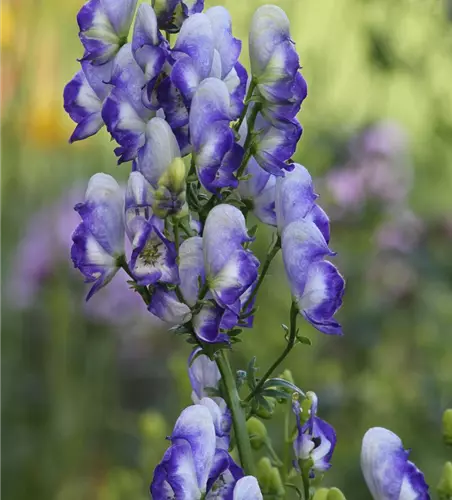 Weiß-blauer Eisenhut 'Bicolor'