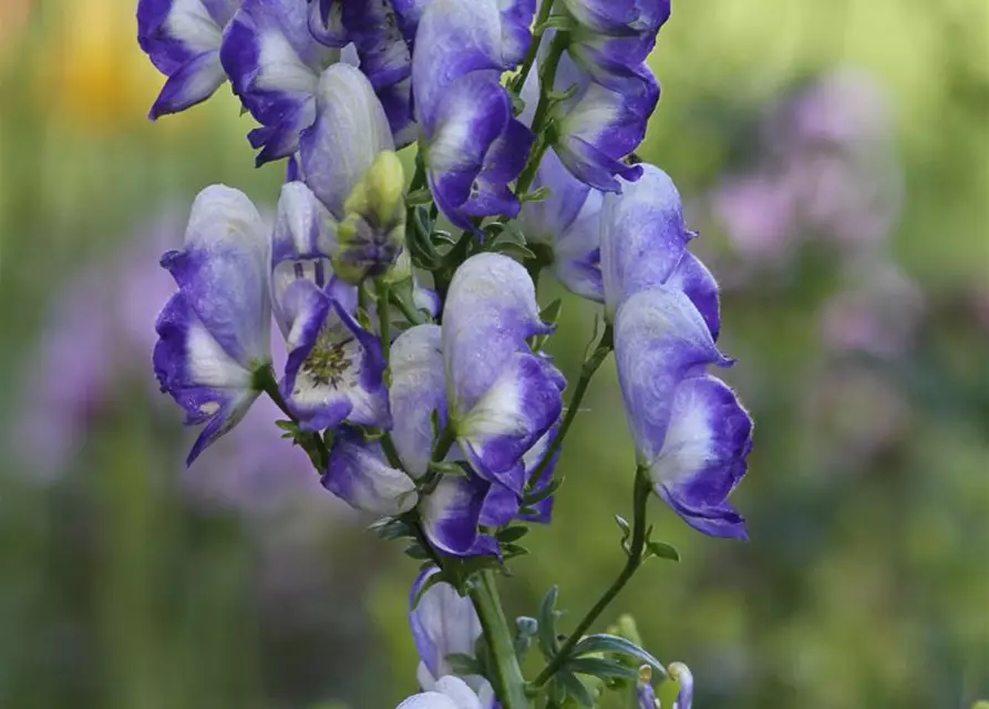 Weiß-blauer Eisenhut 'Bicolor'