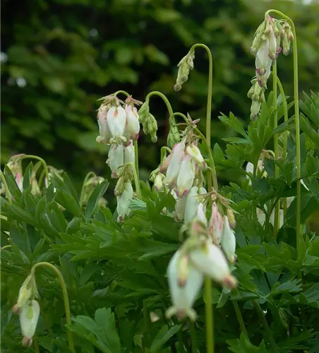 Zwergige Garten-Herzblume 'Aurora'