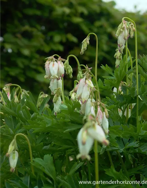 Zwergige Garten-Herzblume 'Aurora'