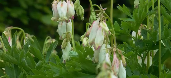 Zwergige Garten-Herzblume 'Aurora'