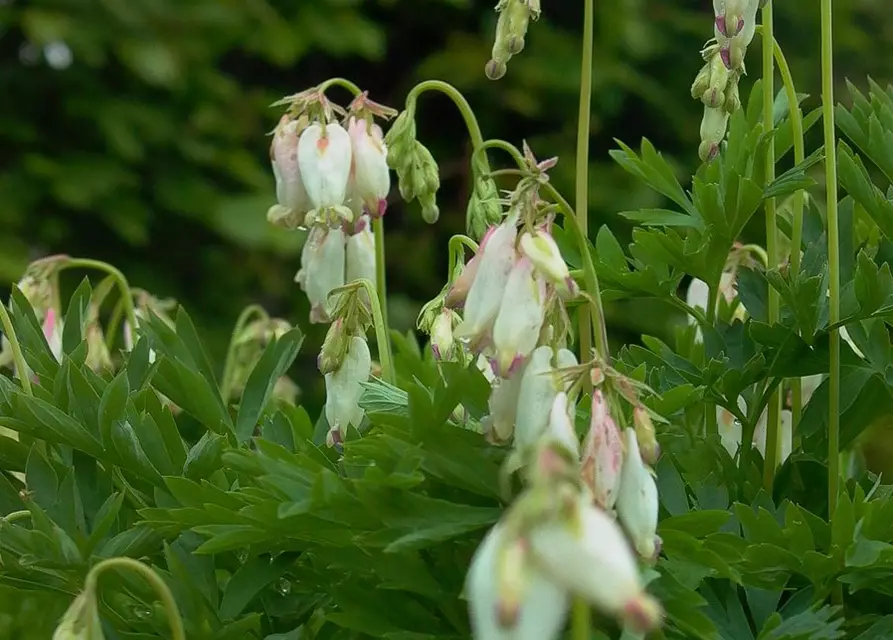 Zwergige Garten-Herzblume 'Aurora'