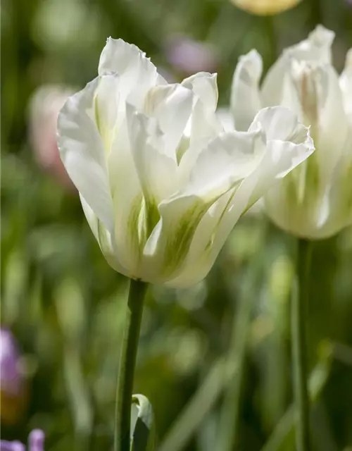 Tulpe 'Spring Green'