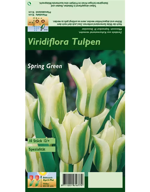 Tulpe 'Spring Green'