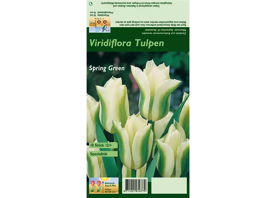 Tulpe 'Spring Green'