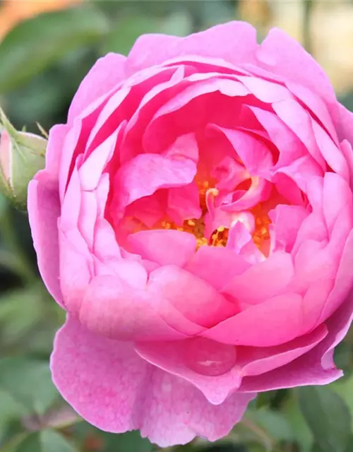 Strauchrose 'Royal Jubilee'®