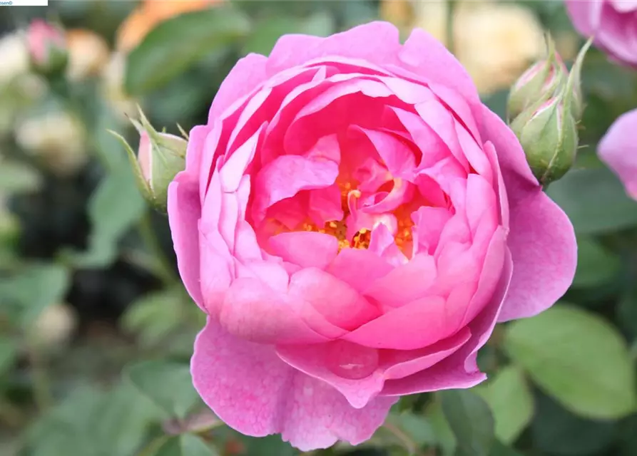 Strauchrose 'Royal Jubilee'®