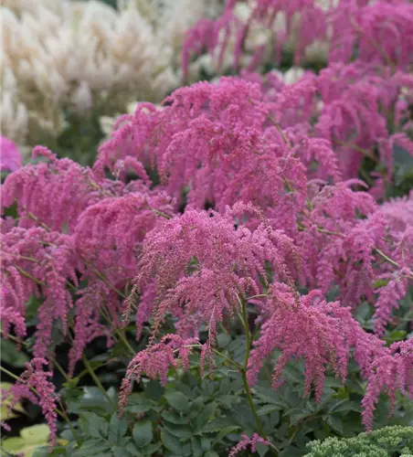 Thunbergs Garten-Prachtspiere 'Straußenfeder'