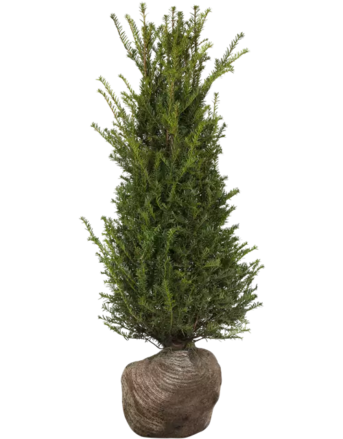 Taxus baccata Pyramide Extra breit