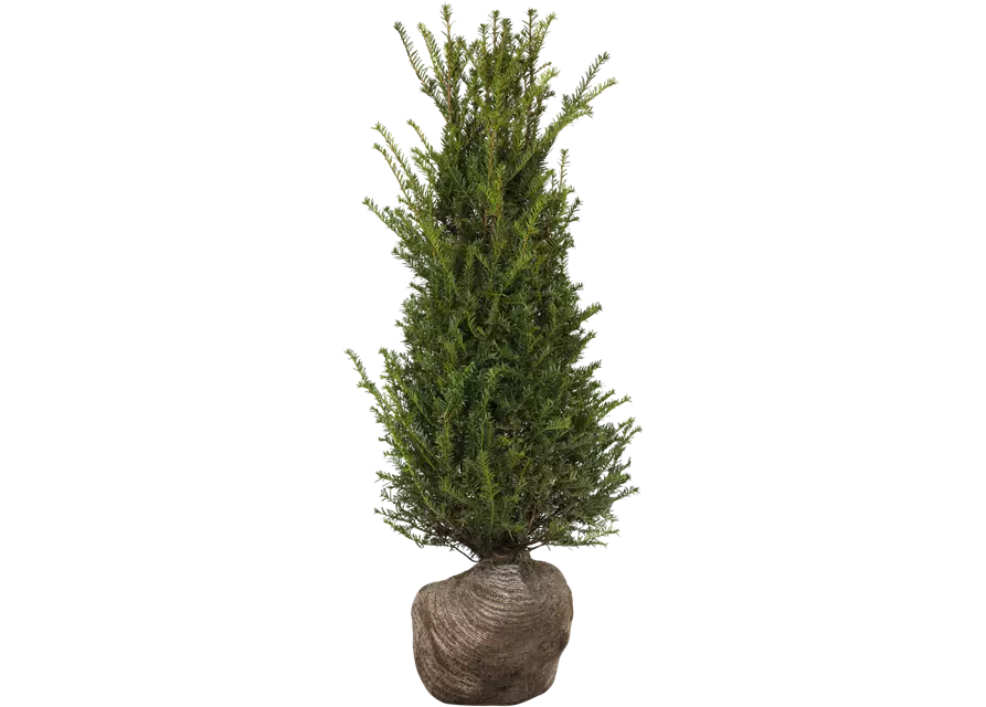 Taxus baccata Pyramide Extra breit